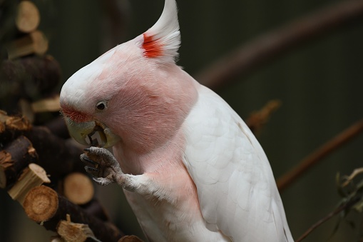 Pink cockatoo,  major Mitchell