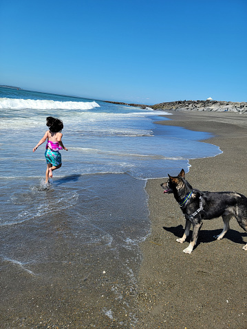 Running away from the camera,  little girl joyful moves through the ocean coastline as her dog watches with enthusiasm. Dog looks happy and is off leash, standing still on the sand.
