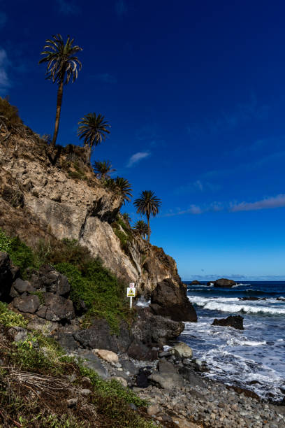Beach with black volcanic sand, green palm trees on the slope, dangerous waves, Atlantic Ocean, Castro Beach Playa Castro Teneriffe Spain