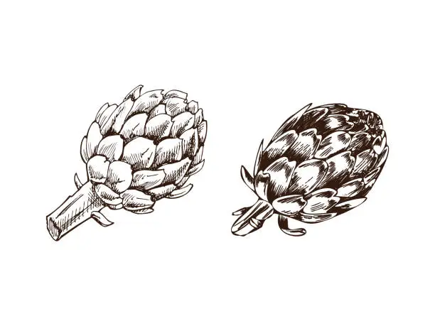 Vector illustration of A hand-drawn set of artichokes in sketch style. Vector  vegetables. Vintage doodle illustration. Sketch for cafe menus and labels. The engraved image. Harvesting.