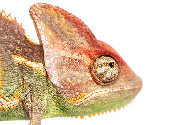 istock Yemen Chameleon - chamaeleo calyptratus 175724614