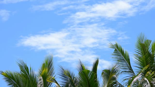 Palm trees sway in the wind against a blue sky with clouds. A tropical forest
