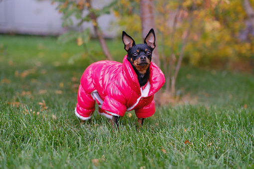 English toy terrier dog  in red jacket looking at camera outdoor in the park.