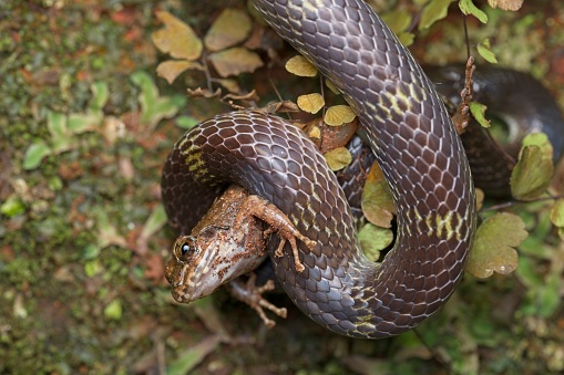 Wolf snake constriccting a frog kill. The scene happened for 5 minutes before the snake gulped down the frog