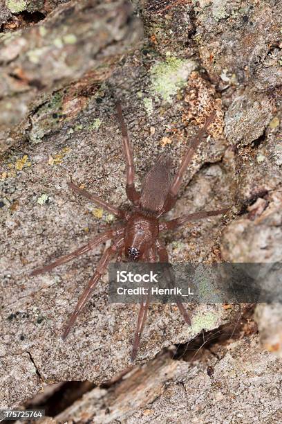 Hunting Spinne Auf Holz Makro Foto Stockfoto und mehr Bilder von Behaart - Behaart, Bildschärfe, Braun