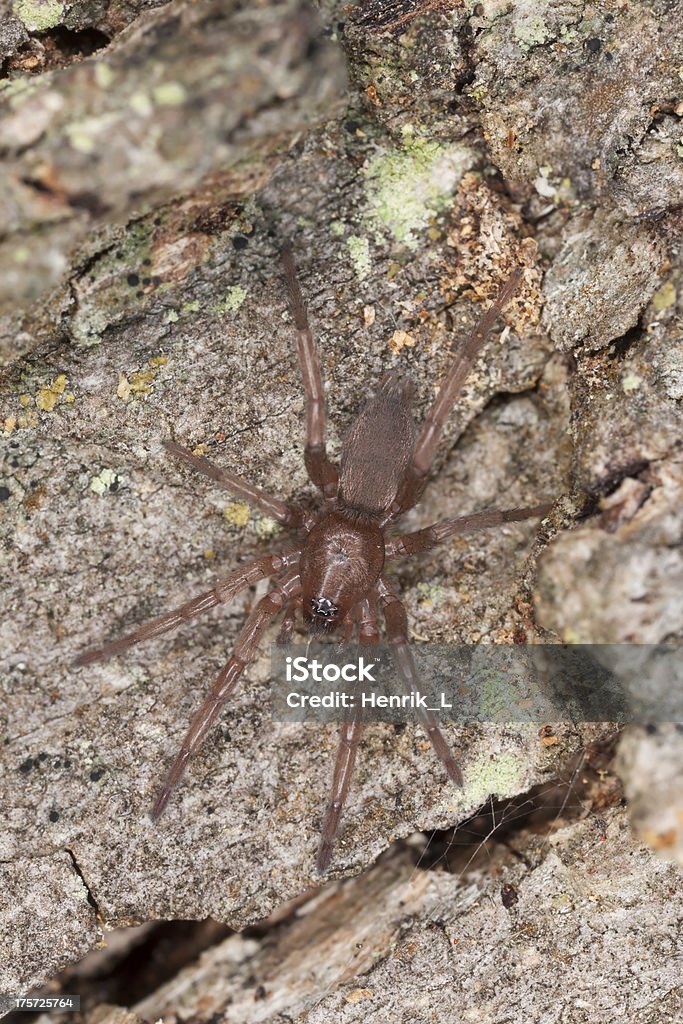 Aranha de caça em madeira, fotografia macro - Foto de stock de Ampliação royalty-free
