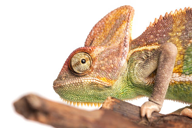 istock Yemen Chameleon - chamaeleo calyptratus 175726203