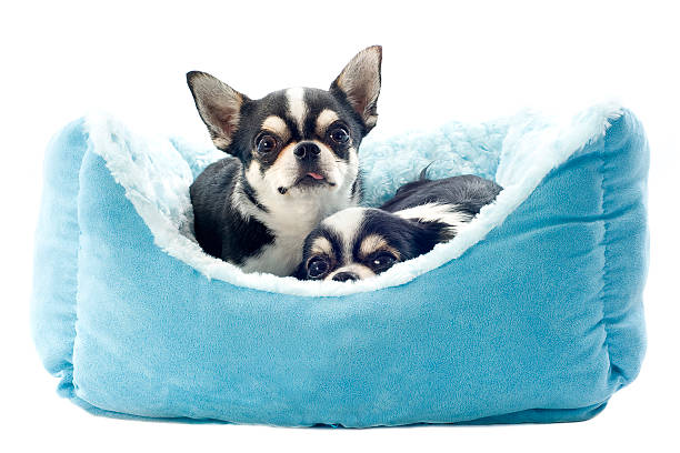 chihuahuas 、犬用ベッド - 2匹 ストックフォトと画像