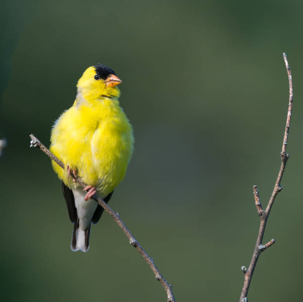 istock Male American Goldfinch 175726390