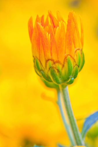 Yellow chrysanthemum flower close up