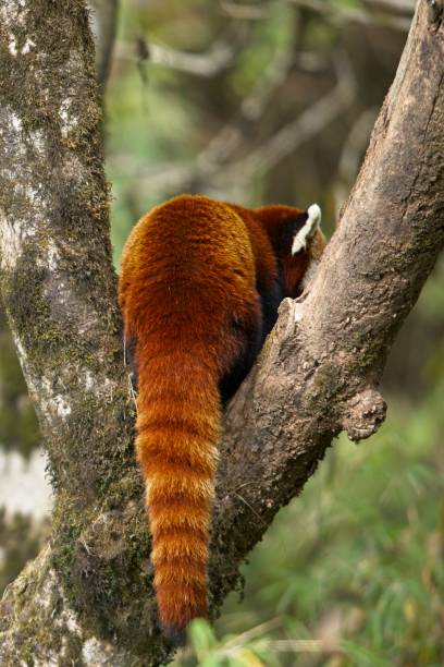 istock Red panda at Singalila National Park 1757267509