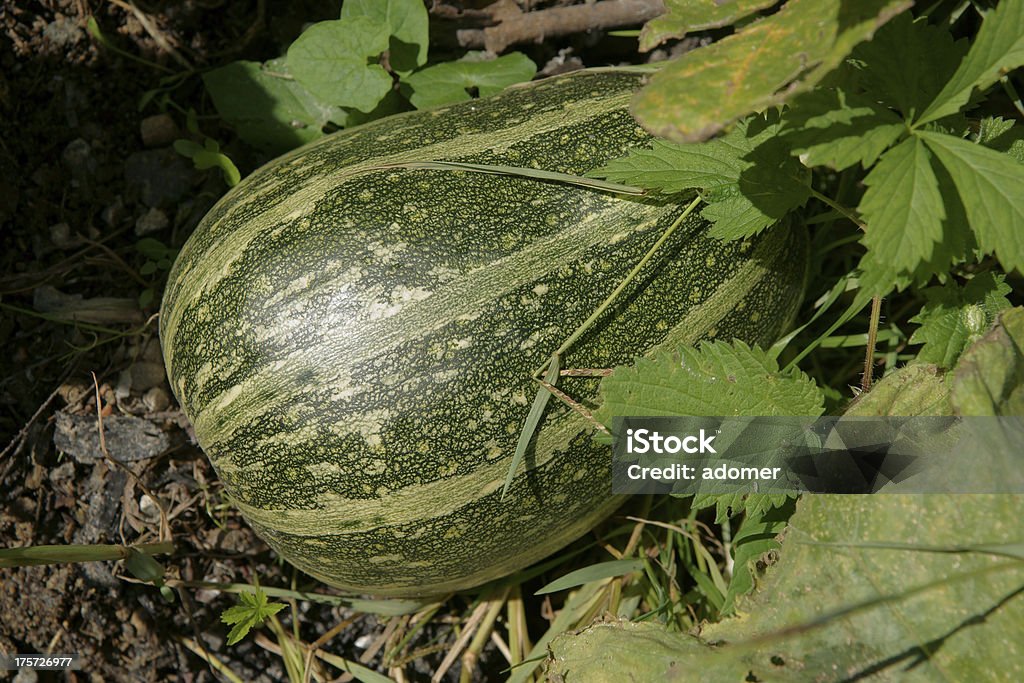 Calabacín a tierra - Foto de stock de Agricultura libre de derechos