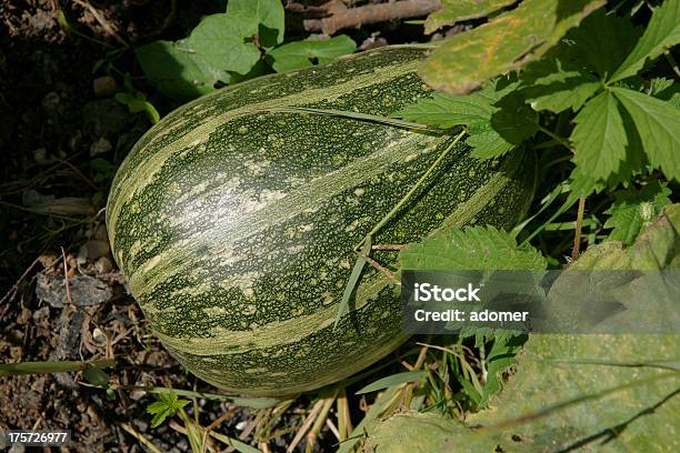 Zucchino Su Terra - Fotografie stock e altre immagini di Agricoltura - Agricoltura, Ambientazione esterna, Antiossidante