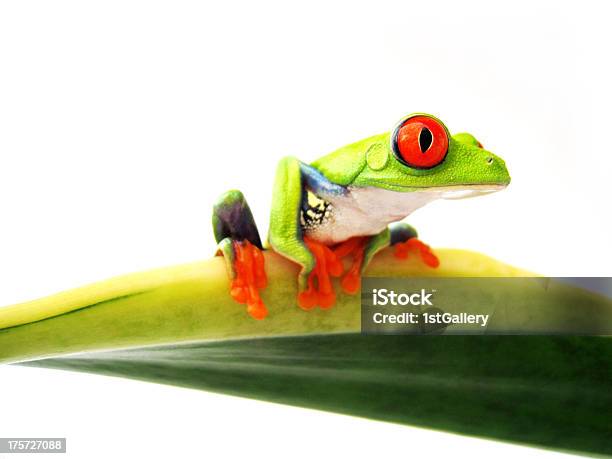 Rotaugenlaubfrosch Agalychnis Callidryas Stock Photo - Download Image Now - Amphibian, Animal Body Part, Animal Eye