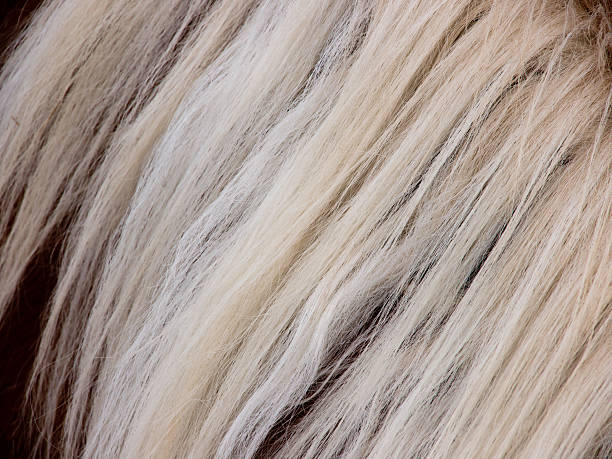 istock horse detail, fur and mane 175727272