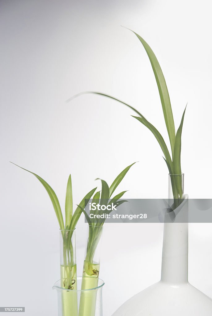 plantlet plantlet in the tube in lab Agriculture Stock Photo