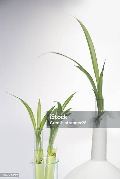 Plantlet Stock Photo - Download Image Now - Agriculture, Botany, Chernozem