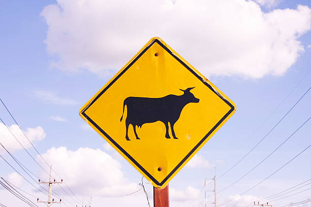 istock Yellow cattle traffic warning sign 175727444
