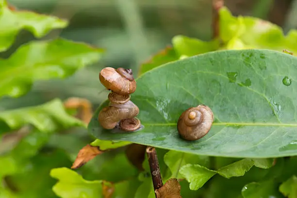 A snail balancing on top of another snail and both the snails have operculums. Operculum is the calcareous lid that attached on top of snail's foot and act as a lid or trap door.