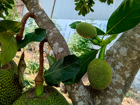 young green jackfruit on the tree