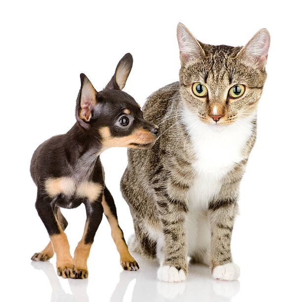 istock toy-terrier dog and cat 175728012