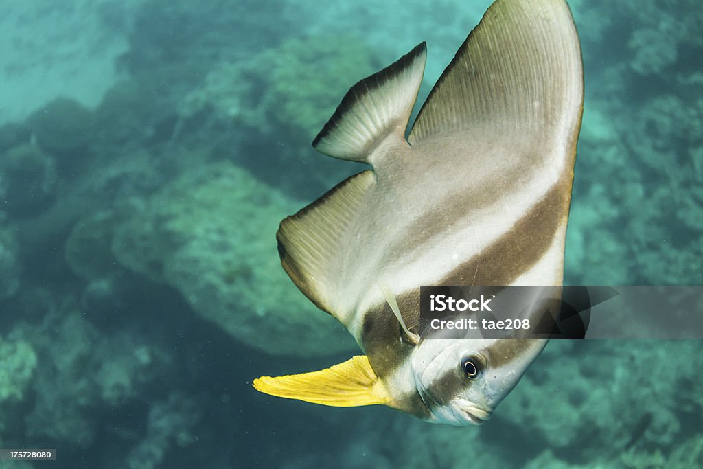 Teira batfish w Surin national park - Zbiór zdjęć royalty-free (Dzikie zwierzęta)