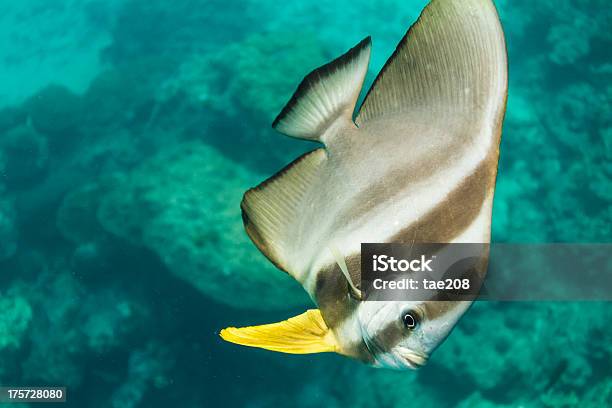 Teira Batfish W Surin National Park - zdjęcia stockowe i więcej obrazów Dzikie zwierzęta - Dzikie zwierzęta, Ekosystem, Fotografika