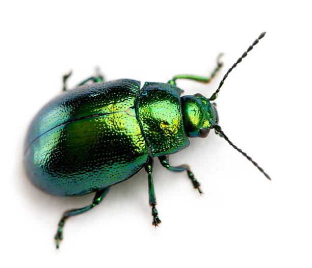 Leaf beetle, Chrysomelinae, in front of white background