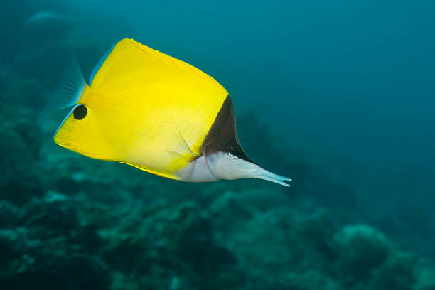 longnose butterflyfish - chaetodon zdjęcia i obrazy z banku zdjęć