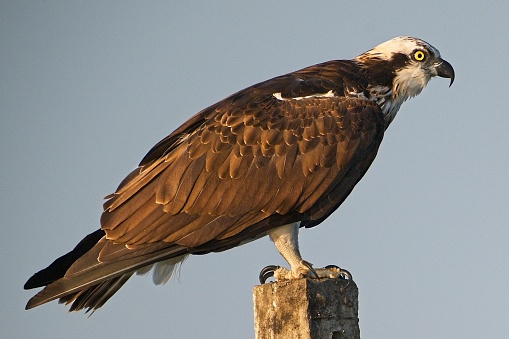 Osprey sitting on a perch in middle of lake at kumbargaon relaxing and waiting for fishing opportunities