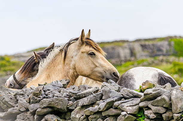 white pony in a springtime meadow