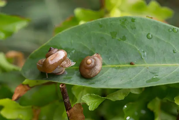 One tiny garden snail with operculum is on top of another snail close-up. Only a few terrestrial species of snails have operculums.