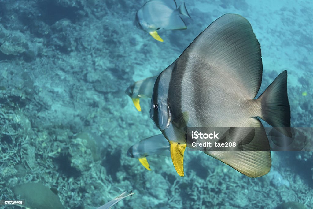 Teira Peixe-morcego - Royalty-free Animal Foto de stock