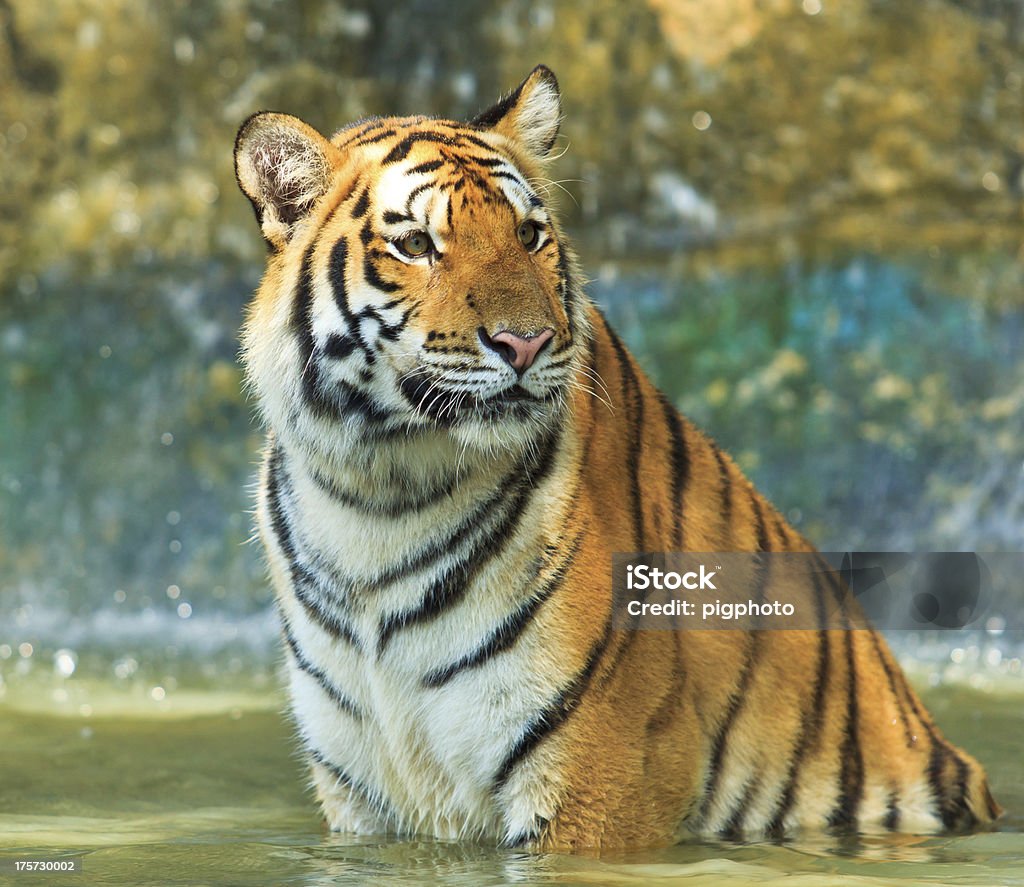 Тигр играет вода - Стоковые фото Агрессия роялти-фри