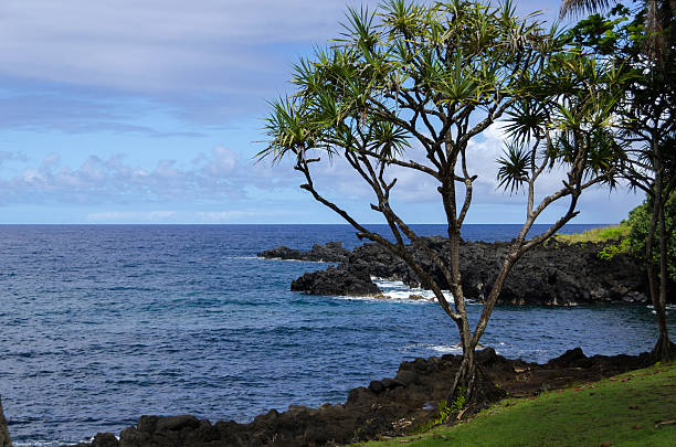 maui - traffel fotografías e imágenes de stock