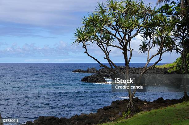 Photo libre de droit de Maui banque d'images et plus d'images libres de droit de Arbre - Arbre, Arbre tropical, Beauté de la nature