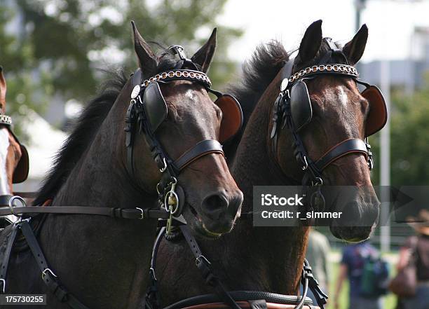 Photo libre de droit de Chio Daixlachapelle Marathonprüfung banque d'images et plus d'images libres de droit de Oeillères - Oeillères, Cheval, Marathon