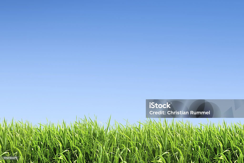 XXL campo di erba verde con molti copyspace - Foto stock royalty-free di Coda di topo