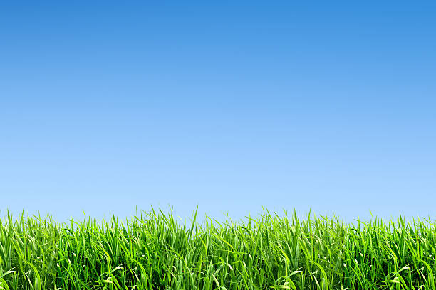 istock XXL green grass field - with many copyspace 175730271
