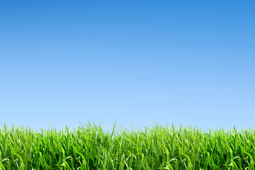 XXL green grass field - with many copyspace