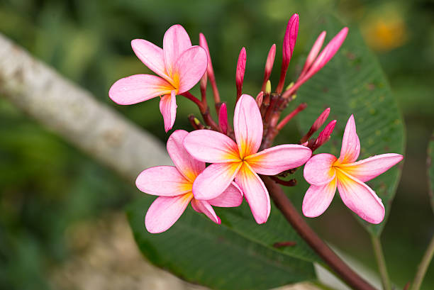 istock Pink Plumeria flowers tree close-up 175730411