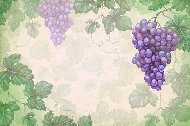 Artistic background with watercolor illustration of grapes vector art illustration