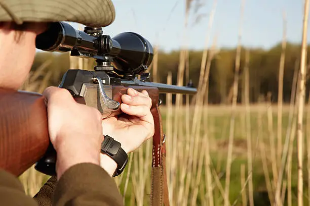 A game hunter looking through the reeds with his sniper rifle
