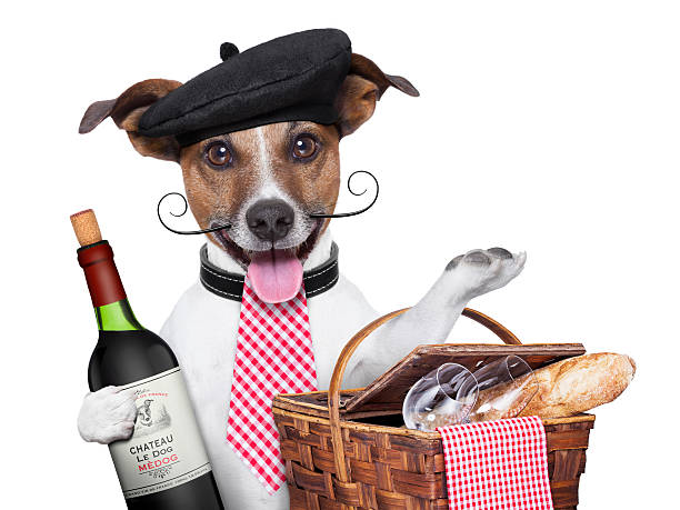 kuvapankkikuvat ja rojaltivapaat kuvat aiheesta ranskalainen koira pitelee viiniä ja patonkikoria - bordeaux dog