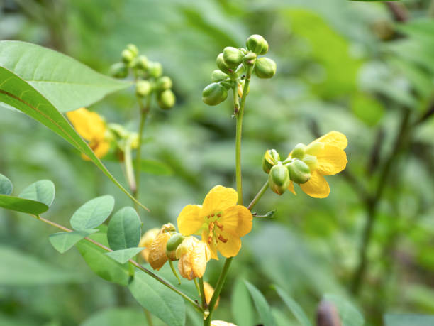 istock flower of habuso 1757307126