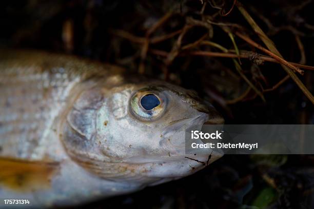 Tote Fische In Kontaminierten River Stockfoto und mehr Bilder von Abwasser - Abwasser, Fisch, Fotografie