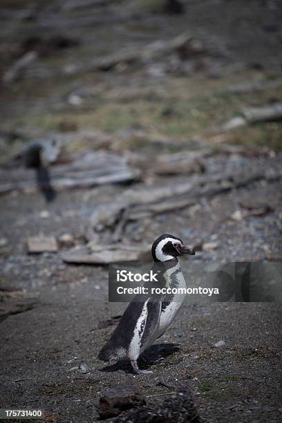 Pingüino De Magallanes Foto de stock y más banco de imágenes de Aire libre - Aire libre, Andar, Animal