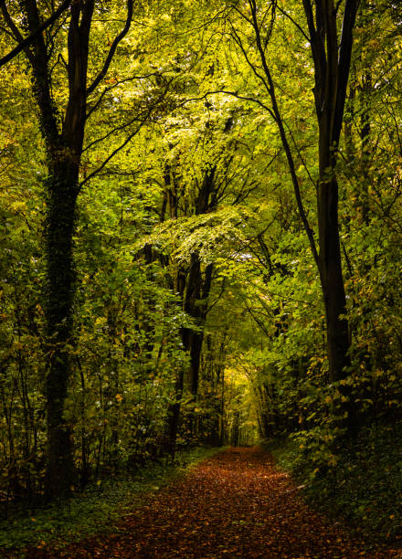 istock Friston Forest East Sussex 1757333401
