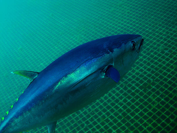 тунец - tuna tuna steak raw bluefin tuna стоковые фото и изображения