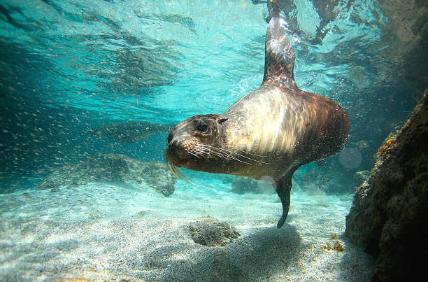 istock Curious sea lion underwater Galapagos Islands 175733569